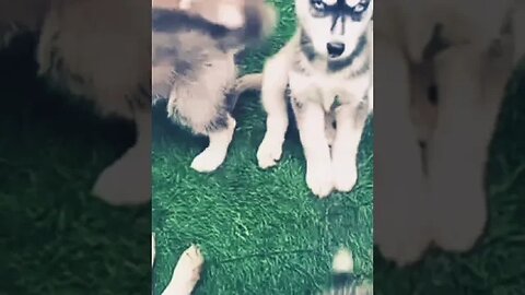 Angry😡😤🤬 Looking Husky #shorts #dog #doglover #puppy #cute #funny