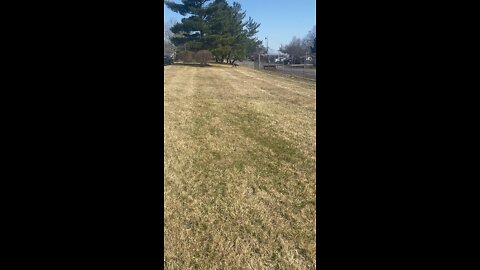 Excited Doggo Running