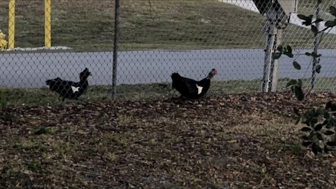 Two Ducks on Opposite Sides of the Fence