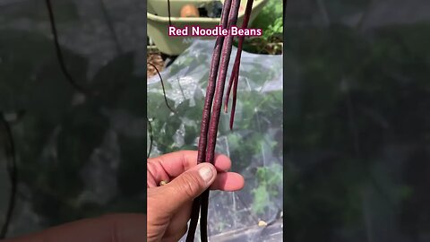 Red Noodle Beans Growth!