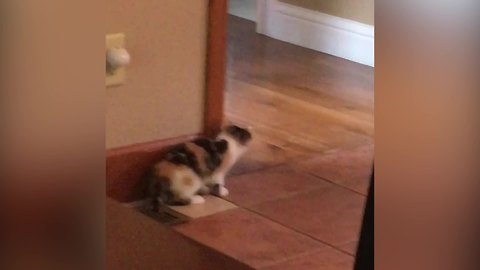 Kitty Tries To Leave The Kitchen