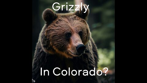 Grizzly Bear in Colorado