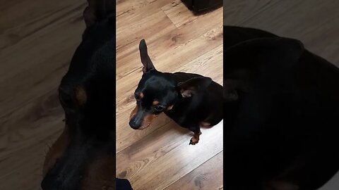 miniature pinscher doing tricks