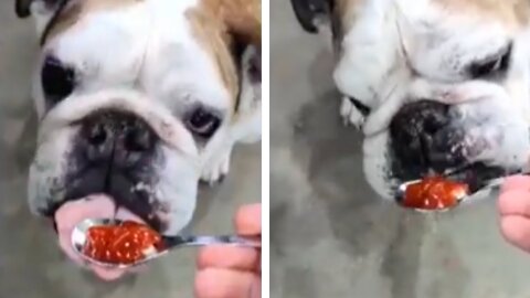 Funny bulldog video | best funny bulldog