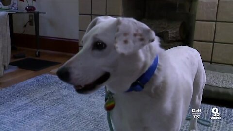 Meet the firefighter who helped save Gertie the dog