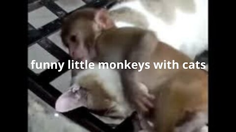 funny little mofunny little monkeys with catsnkeys with cats