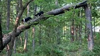 Cães divertem-se a subir às árvores na floresta