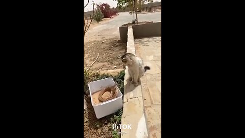 Cats dodge snake attacks