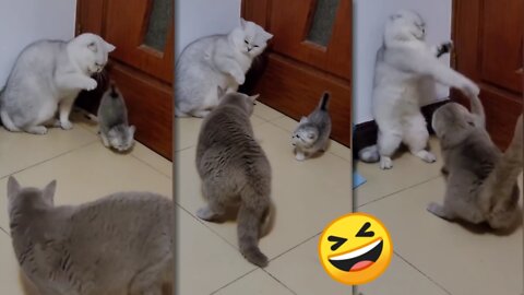 🐱 Cat is very funny 😂 😂 😂