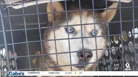 Recovery underway for over 30 dogs surrendered in Adams County