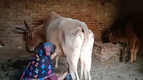 Village girl cow milking | Cow milking