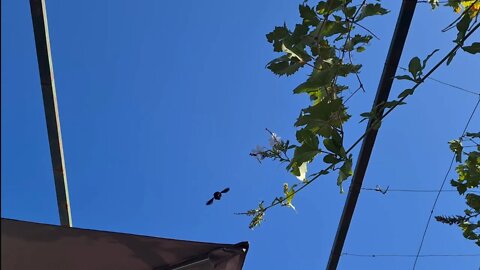 Carpenter bee comes for his daily visit.