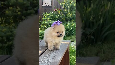 "Puppy in the Wildflowers",#shortvideo,#puppy,#animal,#dog