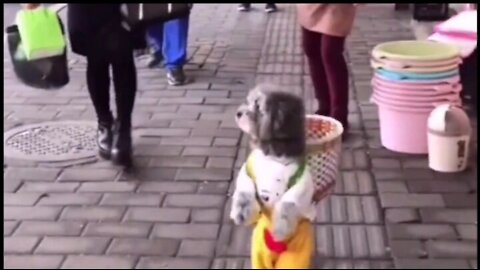 Teddy dog buying vegetables