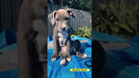 Cute puppy sit on the sunlight🐶☀🌞 #shorts #puppy