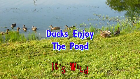 Ducks Enjoy The Pond