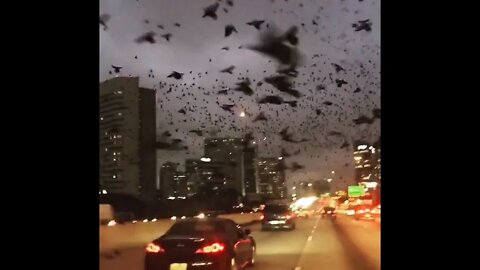 Viral Scary Black Birds Hovering In the City | Reported Being Control