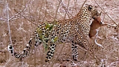 Amazing Leopard Behaviour | Predatory Instinct vs Maternal Instinct | Extreme Africa