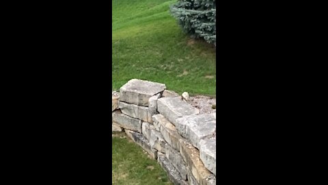 Chipmunk Hunt in Slow Motion—.177 Air Pellet Rifle