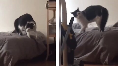 Vídeo de Gato Engraçado, Gato e Cachorro brincando