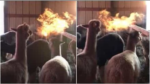 Alpaca spits fire like a dragon!