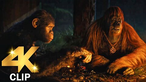 Apes Show Mercy To Human Scene | KINGDOM OF THE PLANET OF THE APES (2024) Movie CLIP 4K