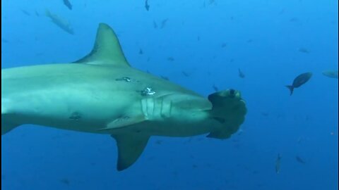 Scuba diver confronted by school of hammerhead sharks