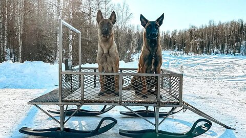 Alaska Remote Cabin Preps-DIY Enclosed Dog Sled 🐕🐕+ Starting our Chicken Coop Build!