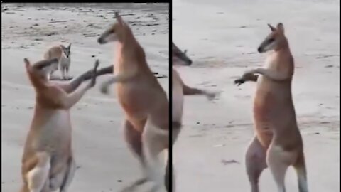 Kangaroo fight is video in clip in funny