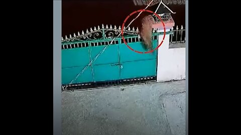 Leopard Jumps Over Gate, Carries Away Pet Dog