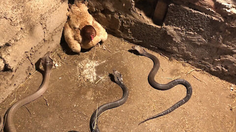 Chicken protects her chicks to Snakes