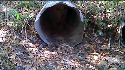 Puppy loves the culvert