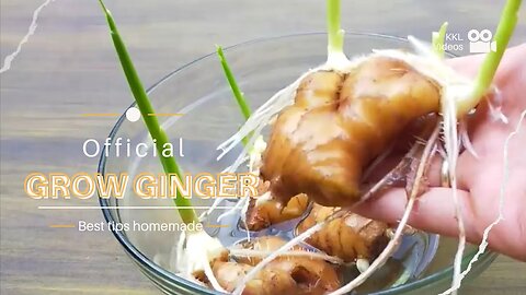 Best tip homemade - how to grow ginger plant