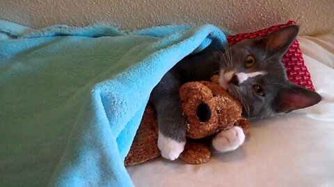 The cat loves the teddy bear and plays with it.