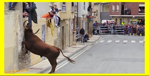 MURILLO EL FRUTO ( NAVARRA ) TARDE VACAS EN CALLE ( DOMINGO 22 OCTUBRE 2023 ) GANAD.ADRIAN DOMINGUEZ