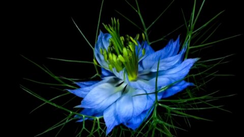 Amazing Time Lapse Showing Blooming Flowers