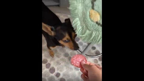 Cute Dog Makes Funny Sound While Eating