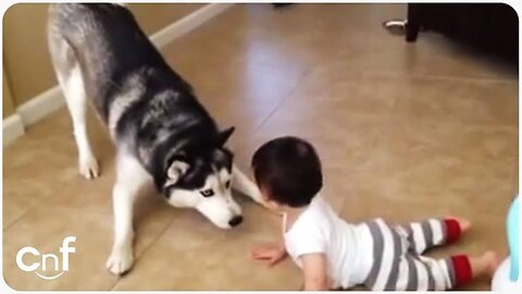 🥰Babies play with Husky ❤️| Cute moment of dogs and Babies🫀🫀