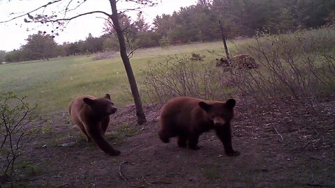 You'll be Shocked by the number of Bears at this Rubbing Tree