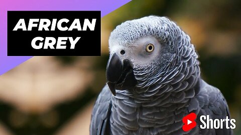 African Grey Parrot 🦜 One Of The Most Beautiful Parrots In The World #shorts #africangrey #parrot