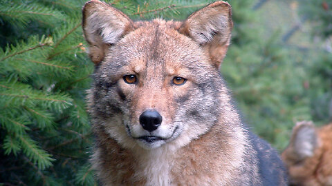 How Bizarre Is A Coywolves?