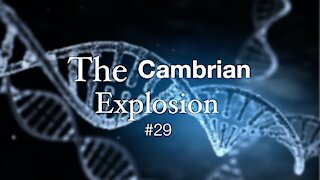 The Cambrian Explosion