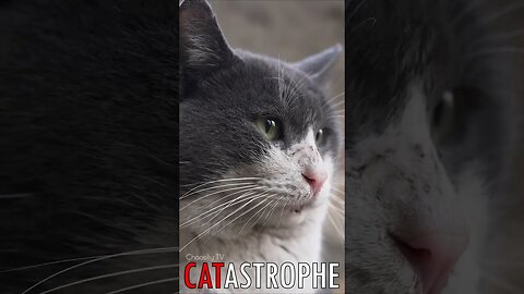 😼 #CATASTROPHE - Gray Kitty 🐈