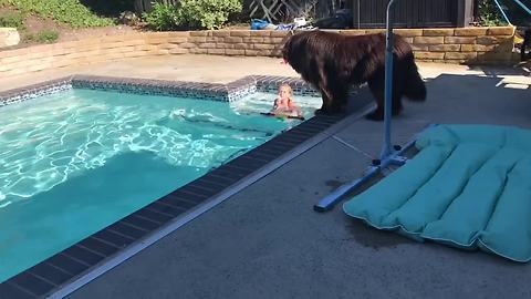 Newfoundland learns to bring item from child to mom