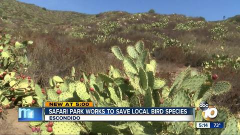 Bird forced out by wildfire returns home