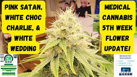 PSGX Pink Satan, White Choc Charlie, & Ethos White Wedding 5th Week Flower Medical Cannabis Update!