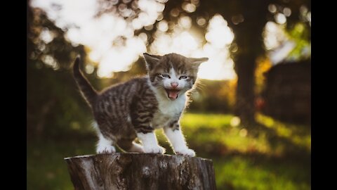 ANIMAL FANÁTICO Eles são tão adoráveis