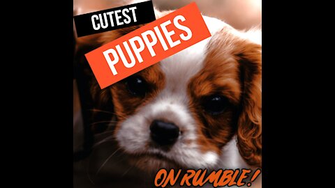 Cute Puppies #1