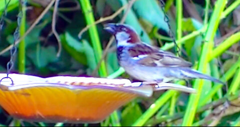 IECV NV #420 - 👀 House Sparrows Eating At The Orange Glass Feeder🐤 7-14-2017