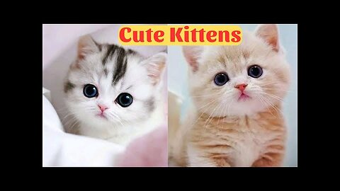 Cute Kittens - Funny and Cute Cat Videos Compilation 2023